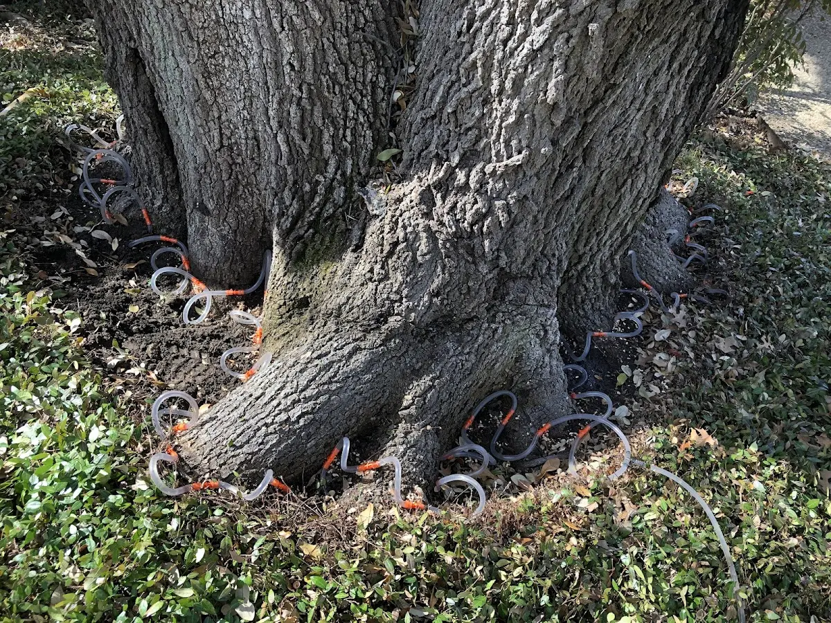 Detailed Tree Cabling and Bracing job site in Fair Play